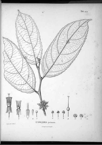 Reproducción/Reproduction 49556823982: Nova genera et species plantarum :. Antverpiae :Ex officina Christophori Plantini ...,1576.. 