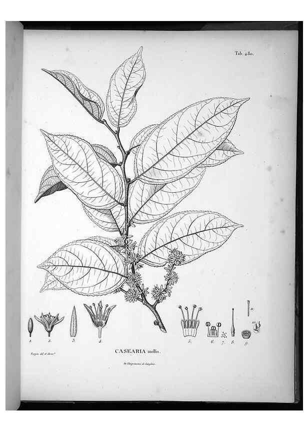 Reproducción/Reproduction 49556587296: Nova genera et species plantarum :. Antverpiae :Ex officina Christophori Plantini ...,1576.. 