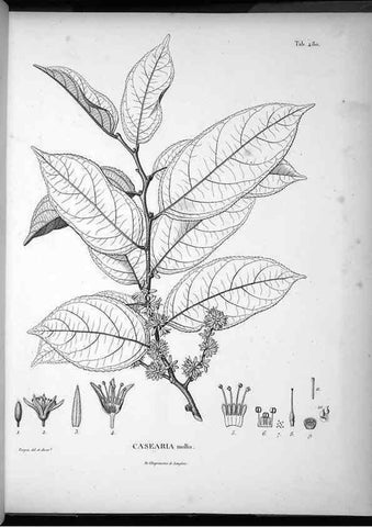 Reproducción/Reproduction 49556587296: Nova genera et species plantarum :. Antverpiae :Ex officina Christophori Plantini ...,1576.. 