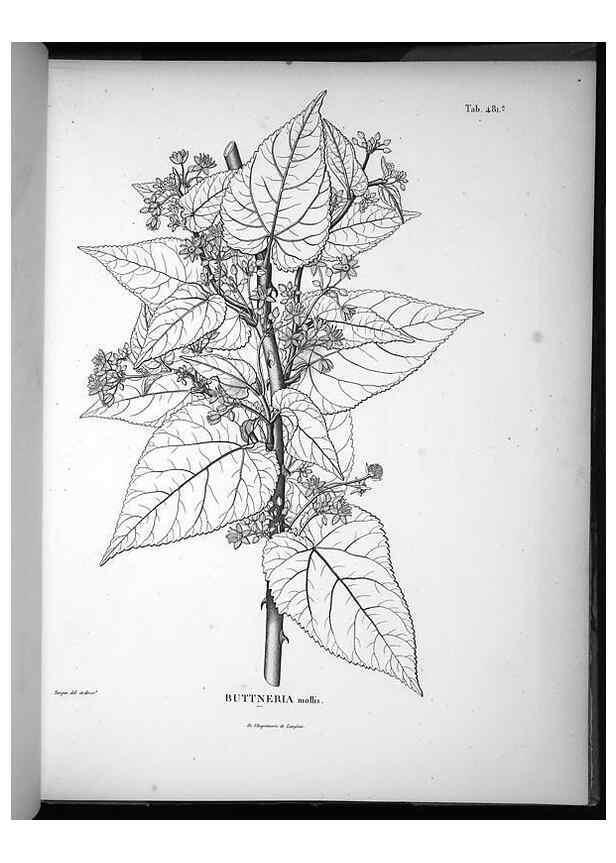 Reproducción/Reproduction 49556587431: Nova genera et species plantarum :. Antverpiae :Ex officina Christophori Plantini ...,1576.. 