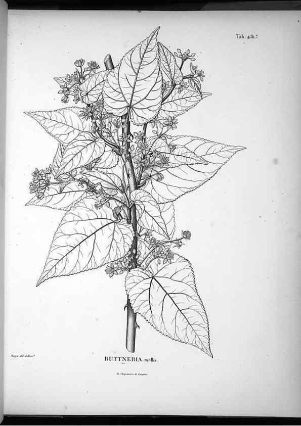 Reproducción/Reproduction 49556587431: Nova genera et species plantarum :. Antverpiae :Ex officina Christophori Plantini ...,1576.. 