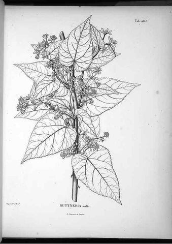 Reproducción/Reproduction 49556587431: Nova genera et species plantarum :. Antverpiae :Ex officina Christophori Plantini ...,1576.. 