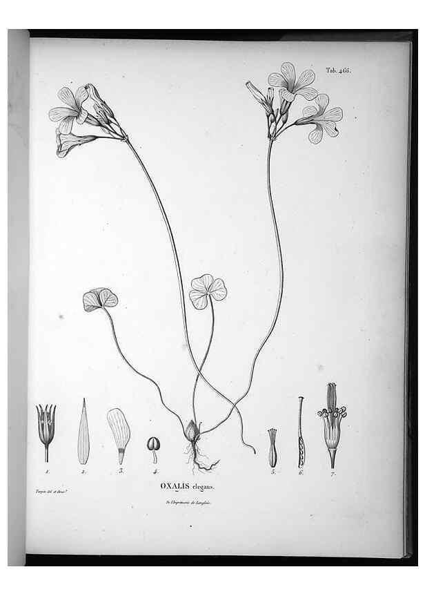 Reproducción/Reproduction 49556088068: Nova genera et species plantarum :. Antverpiae :Ex officina Christophori Plantini ...,1576.. 
