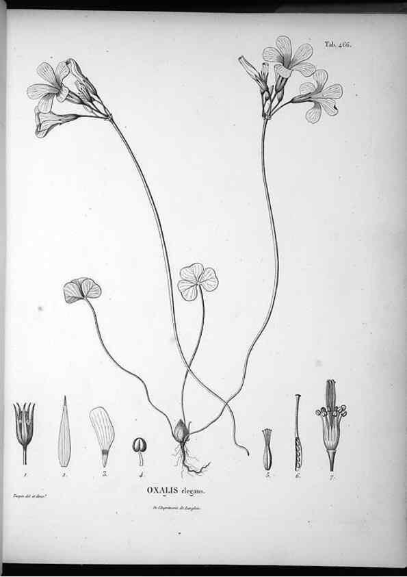 Reproducción/Reproduction 49556088068: Nova genera et species plantarum :. Antverpiae :Ex officina Christophori Plantini ...,1576.. 