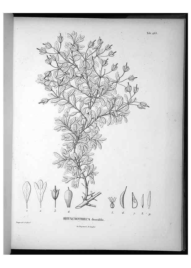 Reproducción/Reproduction 49556821487: Nova genera et species plantarum :. Antverpiae :Ex officina Christophori Plantini ...,1576.. 