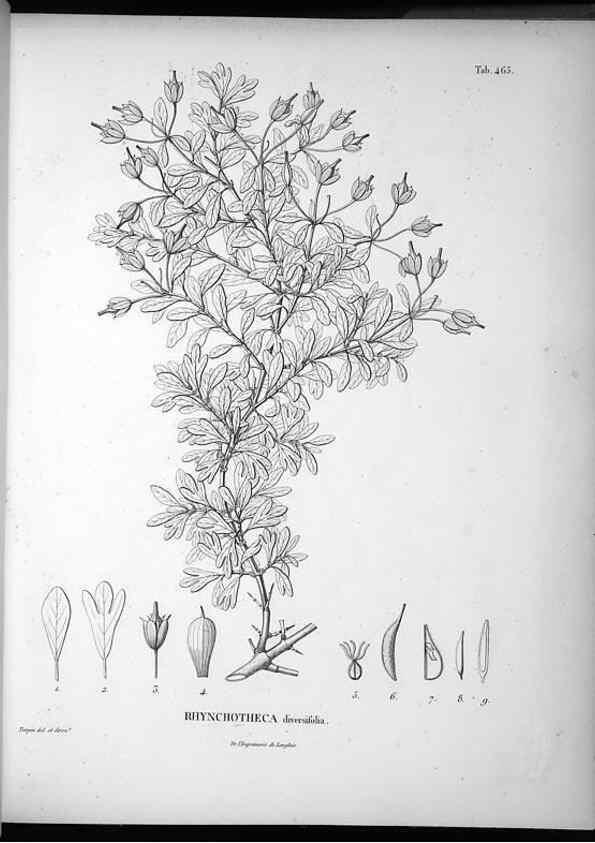 Reproducción/Reproduction 49556821487: Nova genera et species plantarum :. Antverpiae :Ex officina Christophori Plantini ...,1576.. 