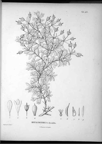 Reproducción/Reproduction 49556821487: Nova genera et species plantarum :. Antverpiae :Ex officina Christophori Plantini ...,1576.. 
