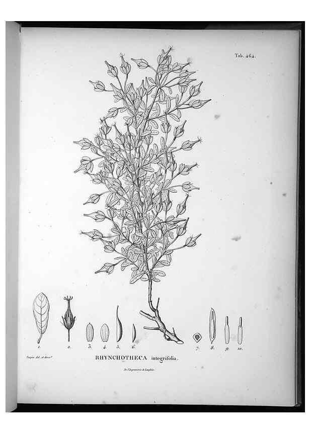 Reproducción/Reproduction 49556584531: Nova genera et species plantarum :. Antverpiae :Ex officina Christophori Plantini ...,1576.. 