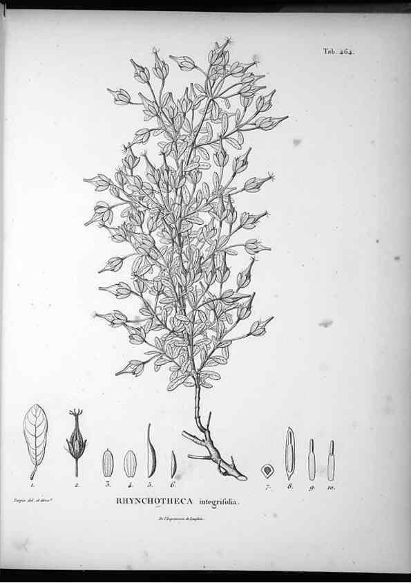 Reproducción/Reproduction 49556584531: Nova genera et species plantarum :. Antverpiae :Ex officina Christophori Plantini ...,1576.. 