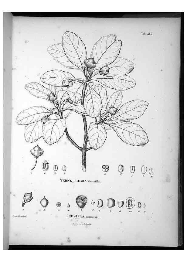 Reproducción/Reproduction 49556087478: Nova genera et species plantarum :. Antverpiae :Ex officina Christophori Plantini ...,1576.. 
