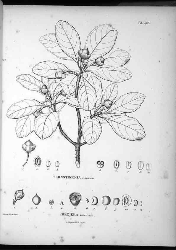 Reproducción/Reproduction 49556087478: Nova genera et species plantarum :. Antverpiae :Ex officina Christophori Plantini ...,1576.. 