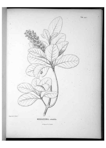 Reproducción/Reproduction 49556084493: Nova genera et species plantarum :. Antverpiae :Ex officina Christophori Plantini ...,1576.. 