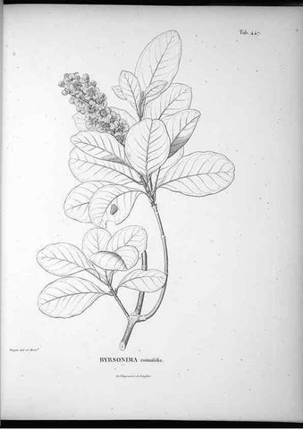 Reproducción/Reproduction 49556084493: Nova genera et species plantarum :. Antverpiae :Ex officina Christophori Plantini ...,1576.. 