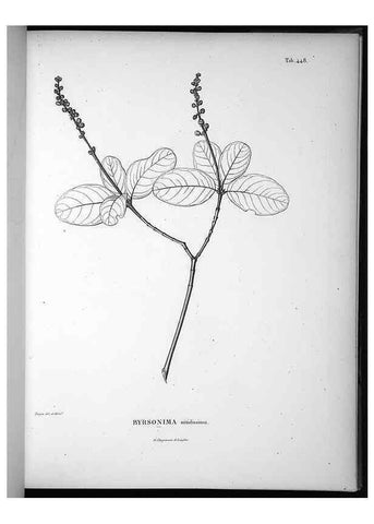 Reproducción/Reproduction 49556581321: Nova genera et species plantarum :. Antverpiae :Ex officina Christophori Plantini ...,1576.. 