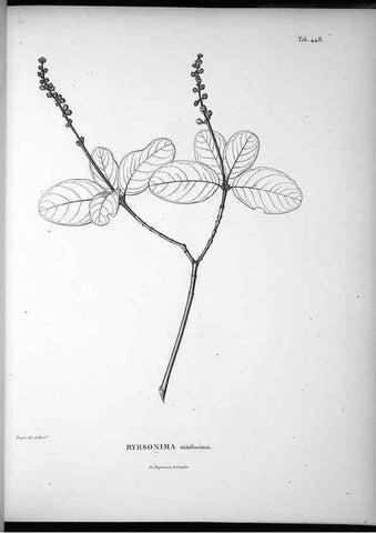 Reproducción/Reproduction 49556581321: Nova genera et species plantarum :. Antverpiae :Ex officina Christophori Plantini ...,1576.. 