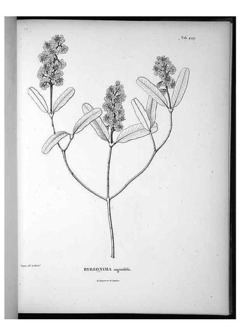 Reproducción/Reproduction 49556581516: Nova genera et species plantarum :. Antverpiae :Ex officina Christophori Plantini ...,1576.. 