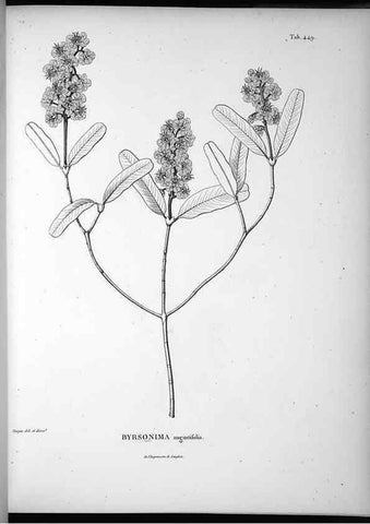 Reproducción/Reproduction 49556581516: Nova genera et species plantarum :. Antverpiae :Ex officina Christophori Plantini ...,1576.. 