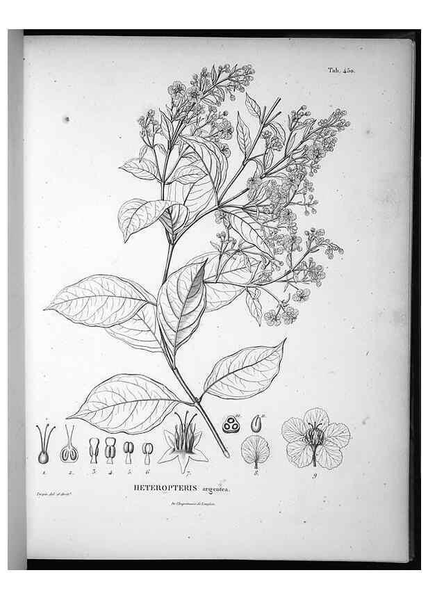 Reproducción/Reproduction 49556085033: Nova genera et species plantarum :. Antverpiae :Ex officina Christophori Plantini ...,1576.. 