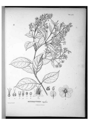 Reproducción/Reproduction 49556085033: Nova genera et species plantarum :. Antverpiae :Ex officina Christophori Plantini ...,1576.. 