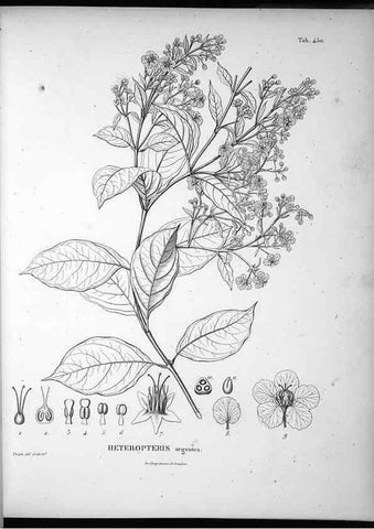 Reproducción/Reproduction 49556085033: Nova genera et species plantarum :. Antverpiae :Ex officina Christophori Plantini ...,1576.. 