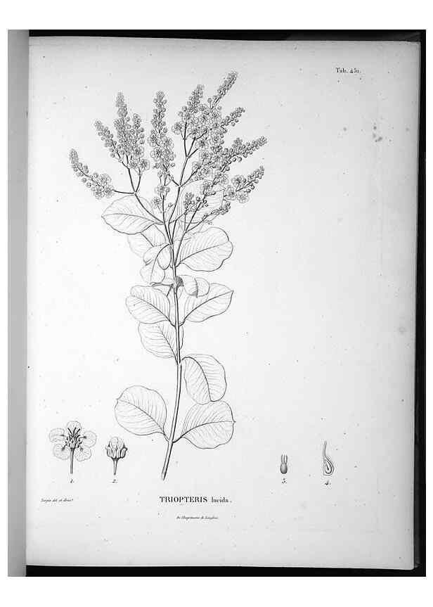 Reproducción/Reproduction 49556085223: Nova genera et species plantarum :. Antverpiae :Ex officina Christophori Plantini ...,1576.. 