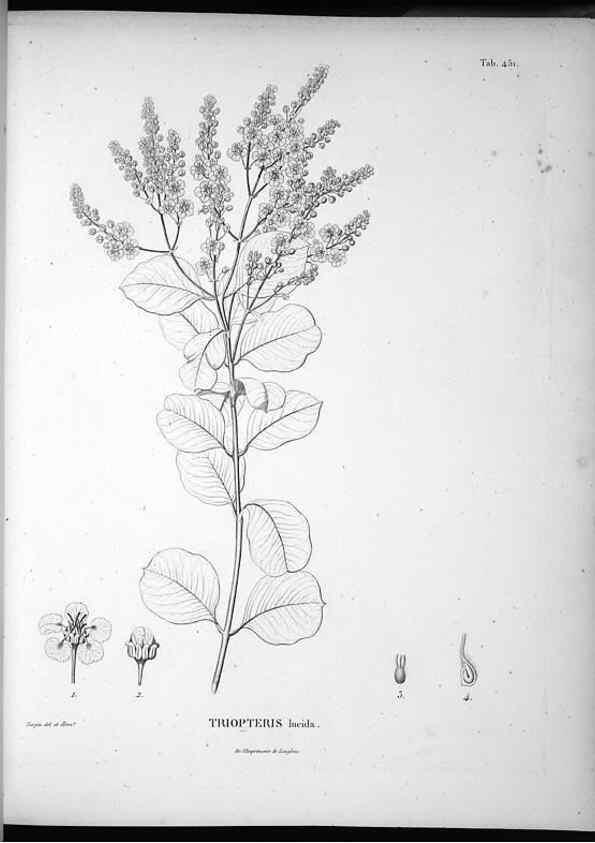 Reproducción/Reproduction 49556085223: Nova genera et species plantarum :. Antverpiae :Ex officina Christophori Plantini ...,1576.. 