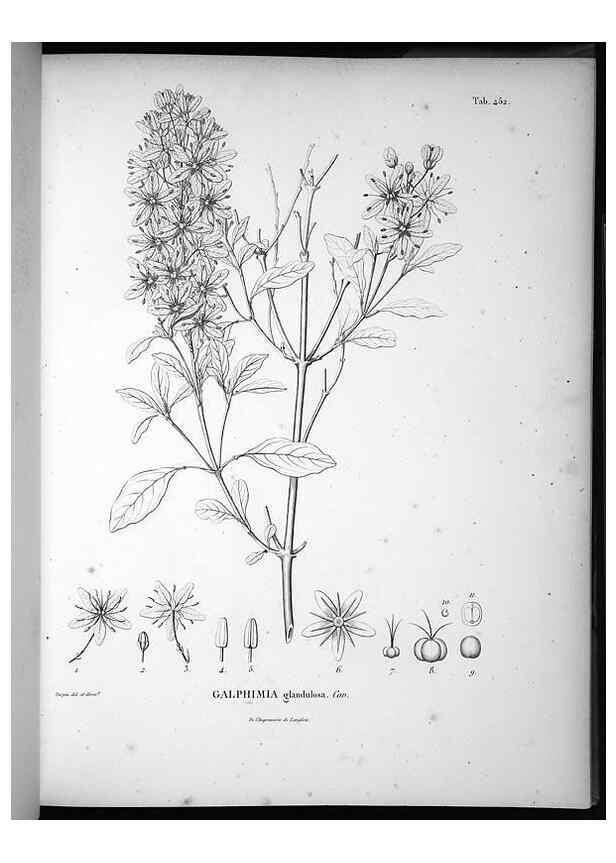 Reproducción/Reproduction 49556582026: Nova genera et species plantarum :. Antverpiae :Ex officina Christophori Plantini ...,1576.. 
