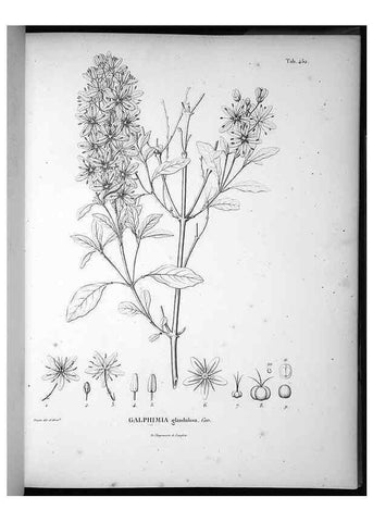 Reproducción/Reproduction 49556582026: Nova genera et species plantarum :. Antverpiae :Ex officina Christophori Plantini ...,1576.. 
