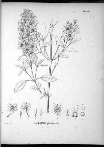 Reproducción/Reproduction 49556582026: Nova genera et species plantarum :. Antverpiae :Ex officina Christophori Plantini ...,1576.. 