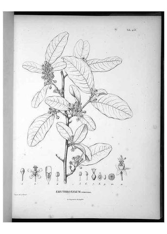 Reproducción/Reproduction 49556819277: Nova genera et species plantarum :. Antverpiae :Ex officina Christophori Plantini ...,1576.. 