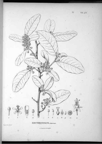 Reproducción/Reproduction 49556819277: Nova genera et species plantarum :. Antverpiae :Ex officina Christophori Plantini ...,1576.. 
