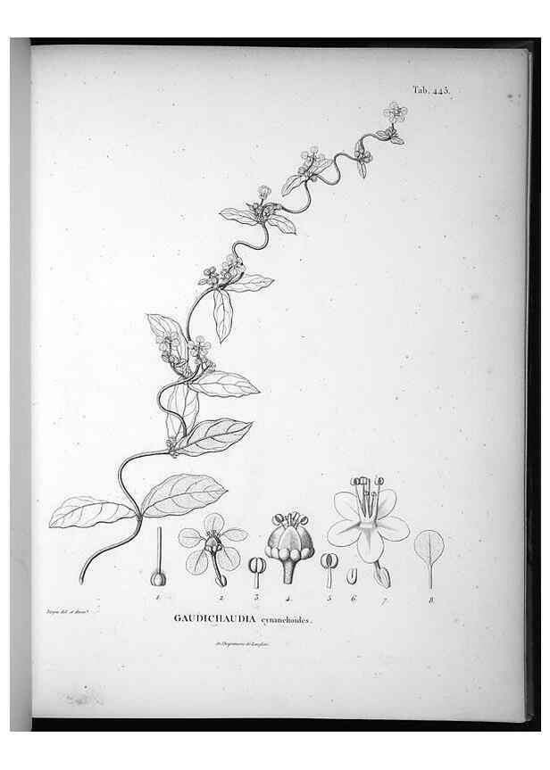 Reproducción/Reproduction 49556580671: Nova genera et species plantarum :. Antverpiae :Ex officina Christophori Plantini ...,1576.. 