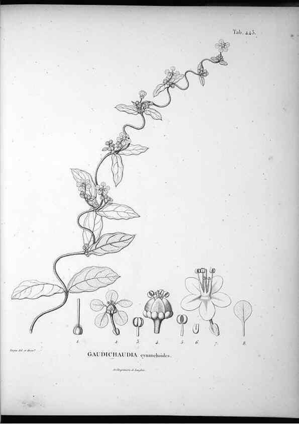 Reproducción/Reproduction 49556580671: Nova genera et species plantarum :. Antverpiae :Ex officina Christophori Plantini ...,1576.. 