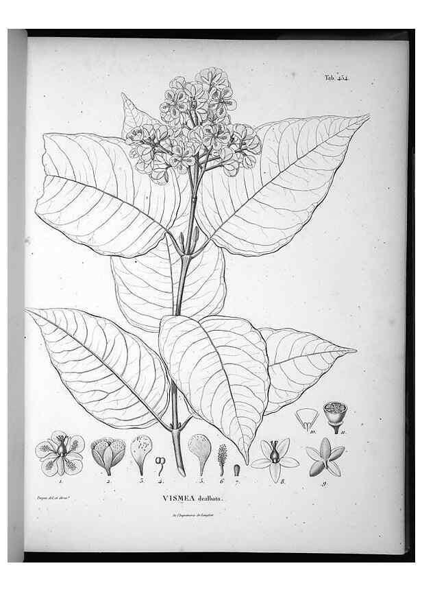 Reproducción/Reproduction 49556582396: Nova genera et species plantarum :. Antverpiae :Ex officina Christophori Plantini ...,1576.. 