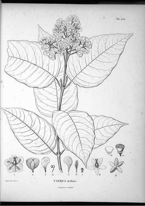 Reproducción/Reproduction 49556582396: Nova genera et species plantarum :. Antverpiae :Ex officina Christophori Plantini ...,1576.. 