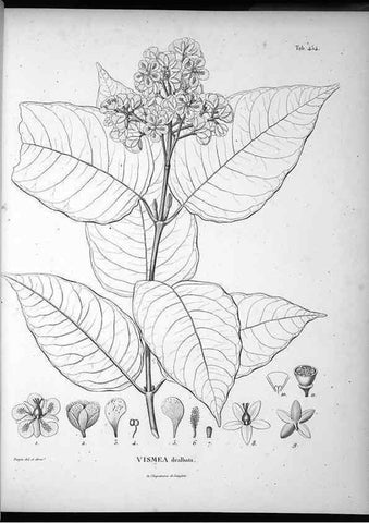 Reproducción/Reproduction 49556582396: Nova genera et species plantarum :. Antverpiae :Ex officina Christophori Plantini ...,1576.. 