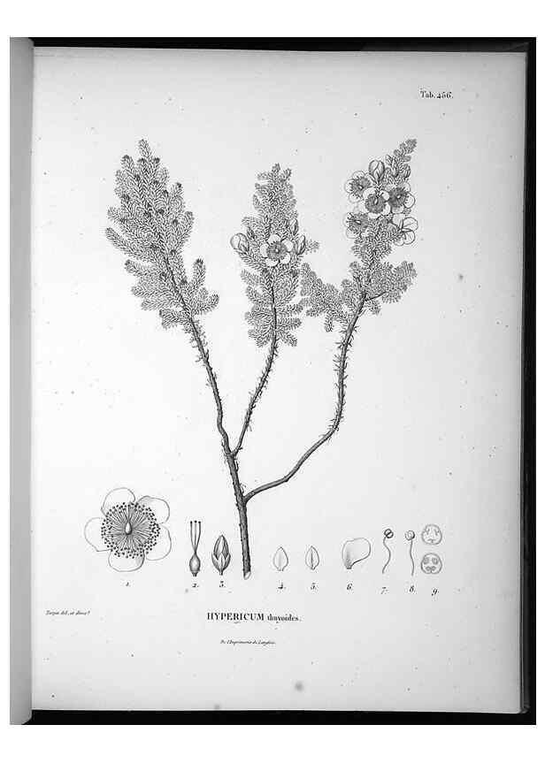 Reproducción/Reproduction 49556086148: Nova genera et species plantarum :. Antverpiae :Ex officina Christophori Plantini ...,1576.. 