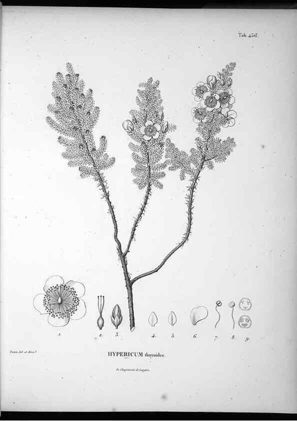Reproducción/Reproduction 49556086148: Nova genera et species plantarum :. Antverpiae :Ex officina Christophori Plantini ...,1576.. 
