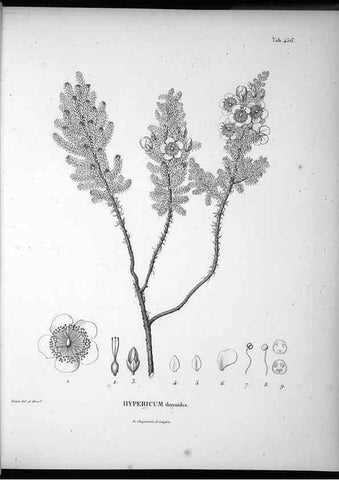 Reproducción/Reproduction 49556086148: Nova genera et species plantarum :. Antverpiae :Ex officina Christophori Plantini ...,1576.. 