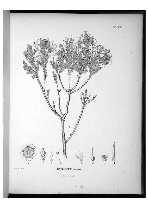 Reproducción/Reproduction 49556820032: Nova genera et species plantarum :. Antverpiae :Ex officina Christophori Plantini ...,1576.. 