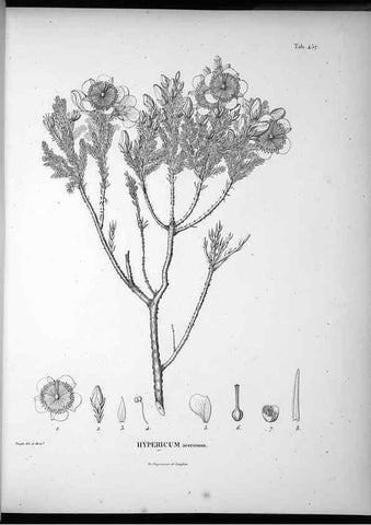Reproducción/Reproduction 49556820032: Nova genera et species plantarum :. Antverpiae :Ex officina Christophori Plantini ...,1576.. 