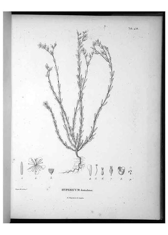 Reproducción/Reproduction 49556583266: Nova genera et species plantarum :. Antverpiae :Ex officina Christophori Plantini ...,1576.. 