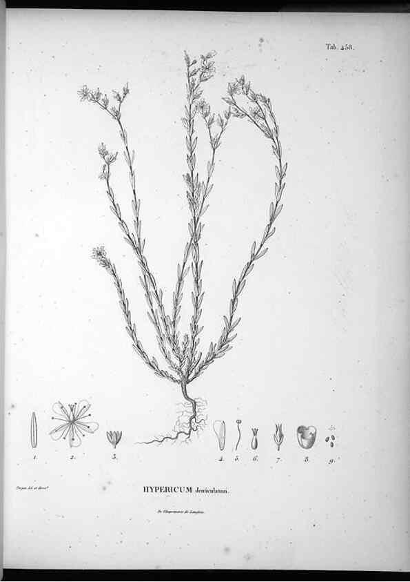 Reproducción/Reproduction 49556583266: Nova genera et species plantarum :. Antverpiae :Ex officina Christophori Plantini ...,1576.. 