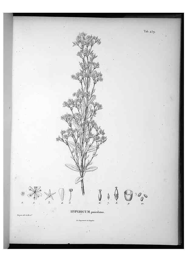 Reproducción/Reproduction 49556583431: Nova genera et species plantarum :. Antverpiae :Ex officina Christophori Plantini ...,1576.. 