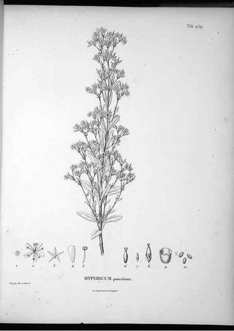 Reproducción/Reproduction 49556583431: Nova genera et species plantarum :. Antverpiae :Ex officina Christophori Plantini ...,1576.. 
