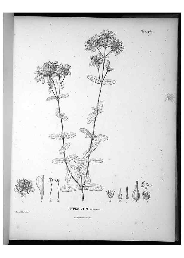 Reproducción/Reproduction 49556820562: Nova genera et species plantarum :. Antverpiae :Ex officina Christophori Plantini ...,1576.. 