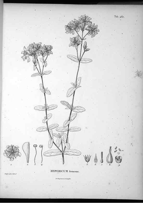 Reproducción/Reproduction 49556820562: Nova genera et species plantarum :. Antverpiae :Ex officina Christophori Plantini ...,1576.. 