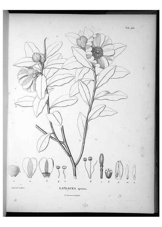 Reproducción/Reproduction 49556087173: Nova genera et species plantarum :. Antverpiae :Ex officina Christophori Plantini ...,1576.. 