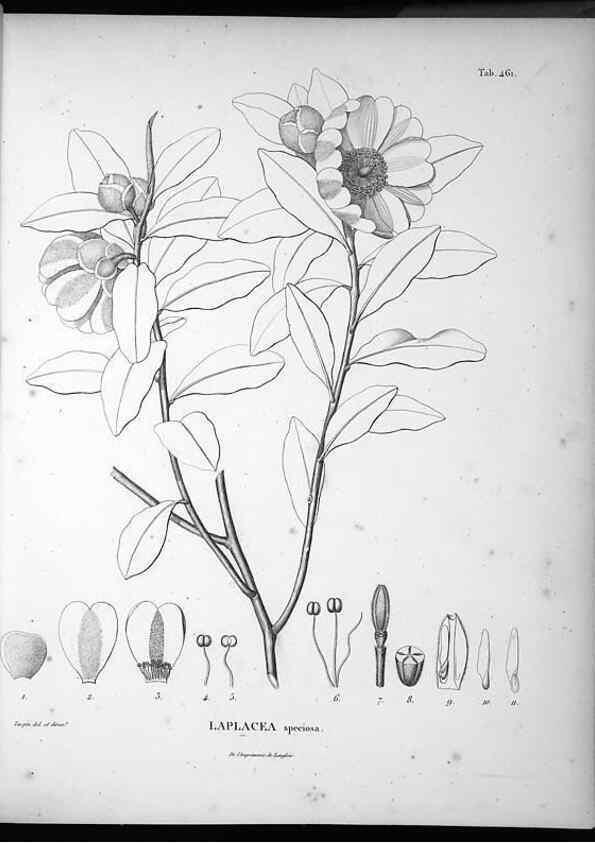 Reproducción/Reproduction 49556087173: Nova genera et species plantarum :. Antverpiae :Ex officina Christophori Plantini ...,1576.. 