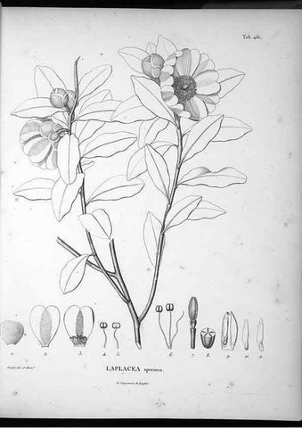 Reproducción/Reproduction 49556087173: Nova genera et species plantarum :. Antverpiae :Ex officina Christophori Plantini ...,1576.. 
